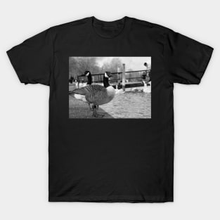 A couple of Canadian Geese on river Thames embankment in Windsor, Berkshire, England T-Shirt